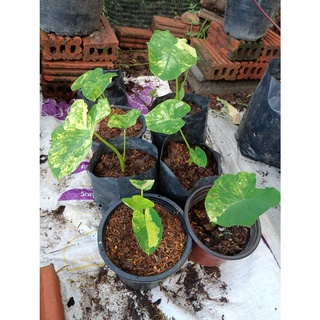 Colocasia Yellow Splash L