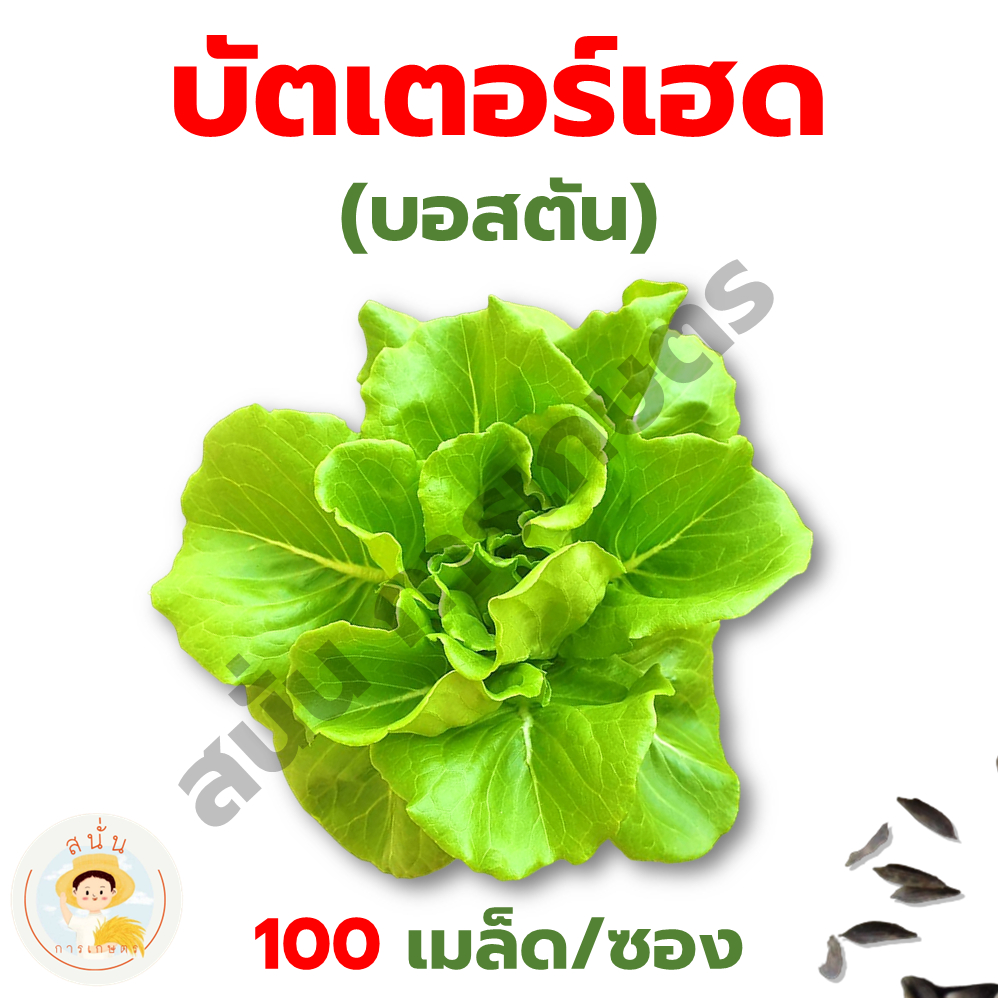 สงดวน เมลดพนธ ผกสลด และ ผกไทย กรนโอค เรดโอค บตเตอรเฮด เรด