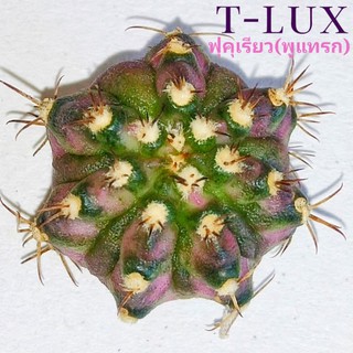 T-LUXฟุคุเรียว(หน่อมีพูแทรก)⭐หน่อเด็ดสดคัดแบบมีพูแทรก(ฟุคุเรียวโดยเฉพาะ)