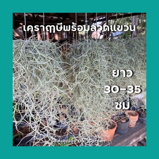 ภาพหน้าปกสินค้าต้นเคราฤาษี/มอสสเปน ทิลแลนเซีย สัปปะรดอากาศ เคราฤๅษีหางกระรอก ช่วยดักจับฝุ่นpm2.5 ฟอกอากาศในบ้าน คัดดำออกแล้ว มีราคาส่ง ที่เกี่ยวข้อง