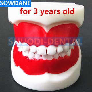 Dental Training Model for Children/Standard Dental Kids Teeth Model Child Teeth Tooth Model Teaching Studying Oral Care