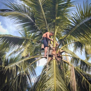 ภาพขนาดย่อของภาพหน้าปกสินค้าน้ำช่อดอกมะพร้าวผลิตจากเกสรดอกมะพร้าว (Organic100%)ไม่แท้ยินดีคืนเงิน4289&6395 จากร้าน phoophoo39624 บน Shopee ภาพที่ 5