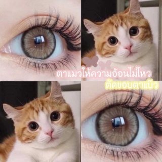 ✨Brown ขนาดตาโต ☀️กรองแสง uv ✔️จดทะเบียนเป็นเครื่องมือแพทย์ถูกต้อง 🇰🇷เลนส์เกาหลีนำเข้าถูกต้อง🇰🇷