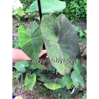 Colocasias Emerald Mist จัดส่งแบบล้างรากตัดใบ มีแบ่งขายไม่เยอะมากค่ะ รบกวนอ่านรายละเอียดสินค้าก่อนตัดสินใจซื้อด้วยนะคะ