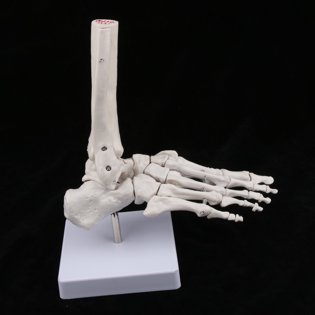 medical-life-size-human-foot-joint-skeleton-anatomical-model-human-anatomy