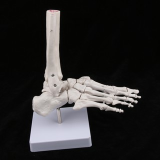 Medical Life Size Human Foot Joint Skeleton Anatomical Model, Human Anatomy