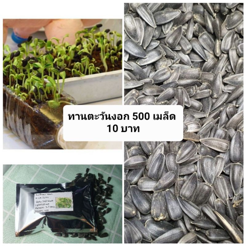 ทานตะวันงอก-500-เมล็ด-20-บาท-ปลูกเพียง-7-14-วันก็ได้ทาน