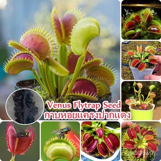 （เมล็ดพันธุ์ ถูก คละ）โปรโมชั่น ไม้กินแมลงปากแดง 30 Seeds กาบหอยแครงปากแดง (Venus Flytrap Seed) Flower Seed ไม้กินแมลง ฟอ