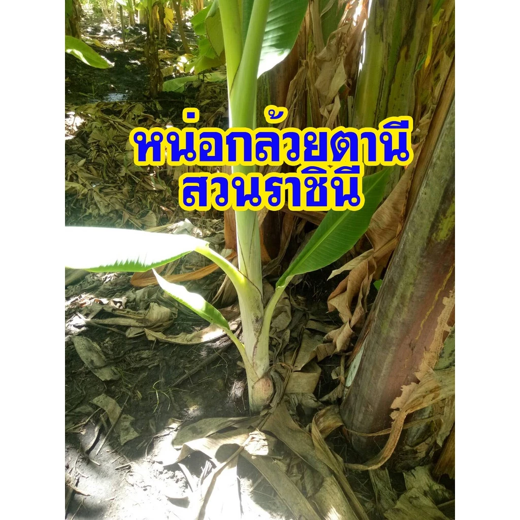 สินค้า 10