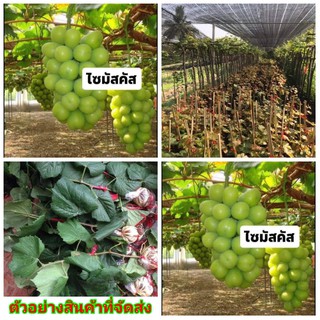 ต้น กิ่ง กิ่งตอน ตอน องุ่นไซมัสคัส องุ่น ต้นองุ่น ไซมัสคัส ไซน์มันแคท ไซมัสแคท grape องุ่นไชน์มัสแคท Shine Muscat