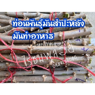 ท่อนพันธุ์มันสำปะหลังทำอาหาร 15 ท่อน ยาว25ซม.