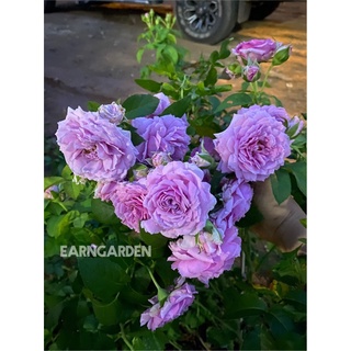 กุหลาบสีม่วงหอมเป็นพวง le ciel blue rose