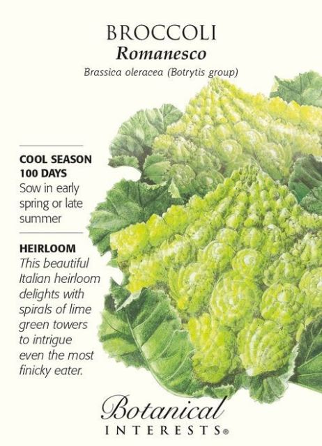 romanesco-broccoli-บล็อกโคลี่เจย์ดีย์