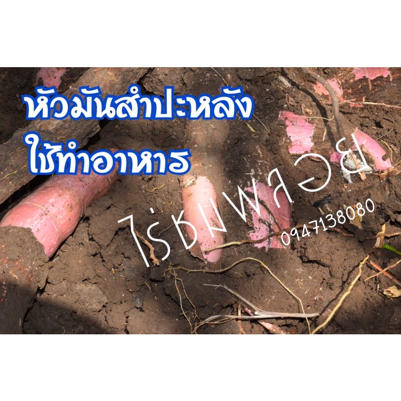 ท่อนพันธุ์มันสำปะหลังทำอาหาร-15-ท่อน-ยาว25ซม