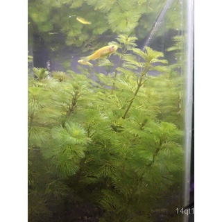 Cabomba green and red submerged low tech aquatic plant for aquariums and ponds木瓜/玫瑰/种子/儿童/文胸/向日葵/裙子/母婴/手链/苹果//กุหลาบ RKG