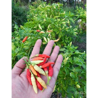 อินทรีย์ ต้น ดอก/เมล็ดพริกกะเหรี่ยง บรรจุ 30 เมล็ด chili seeds Vegetable Seeds PNKQ