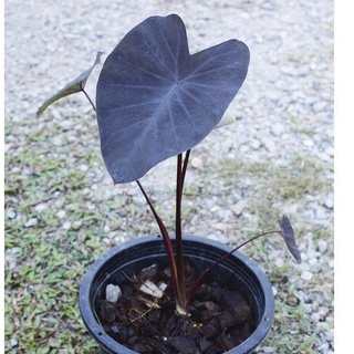 Colocasia.Blackmagic. 2แถม1​ โคโลคาเซียแบล็กเมจิก