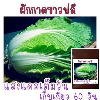 เมล็ด​พันธุ์​ ผักกาดขาวปลี​  500-800 เมล็ด​