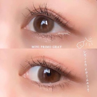 ✨ Mini primo gray (Kitty Kawaii) ขนาดมินิ mini ☀️กรองแสง uv ✔️เลนส์แท้จดทะเบียนถูกต้อง (บิ๊กอาย คอนแทคเลนส์ Bigeye