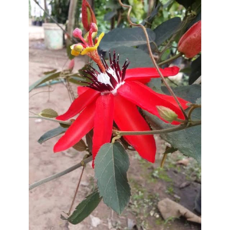 ต้นดอกศรีมาลา-ไม้เลื้อยดอกสีแดงสด-ภาพถ่ายจริง