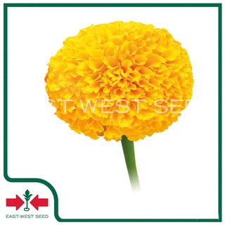 เมล็ดอวบอ้วน100%East-West Seed เมล็ดพันธุ์ดาวเรือง (Marigold seeds) ดาวน้อย F1 เมล็ดพันธุ์ดอกไม้ เมล็ดพันธุ์ ผักสวนครัว