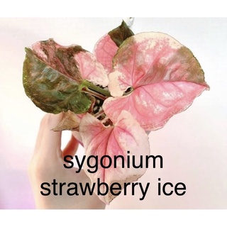 syngonium strawberry ice