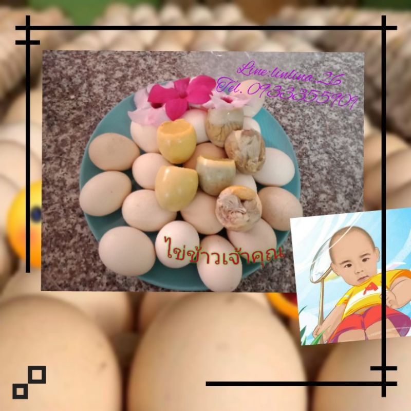 ภาพหน้าปกสินค้าไข่ข้าว ไข่ไกตัว(ไข่ร้างรัง) ไข่ข้าวนึ่งสดไหม่  ไข่ตัว จากร้าน pachchar26 บน Shopee