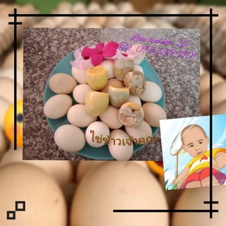 ภาพขนาดย่อของภาพหน้าปกสินค้าไข่ข้าว ไข่ไกตัว(ไข่ร้างรัง) ไข่ข้าวนึ่งสดไหม่  ไข่ตัว จากร้าน pachchar26 บน Shopee