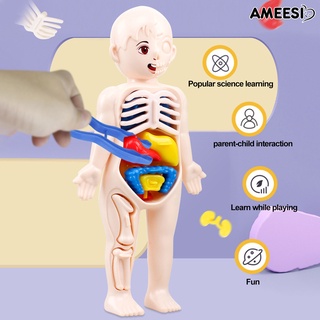Ameesi โมเดลร่างกายมนุษย์ สีสดใส ของเล่นเสริมการเรียนรู้ สําหรับเด็กผู้ชาย และผู้หญิง 1 ชุด