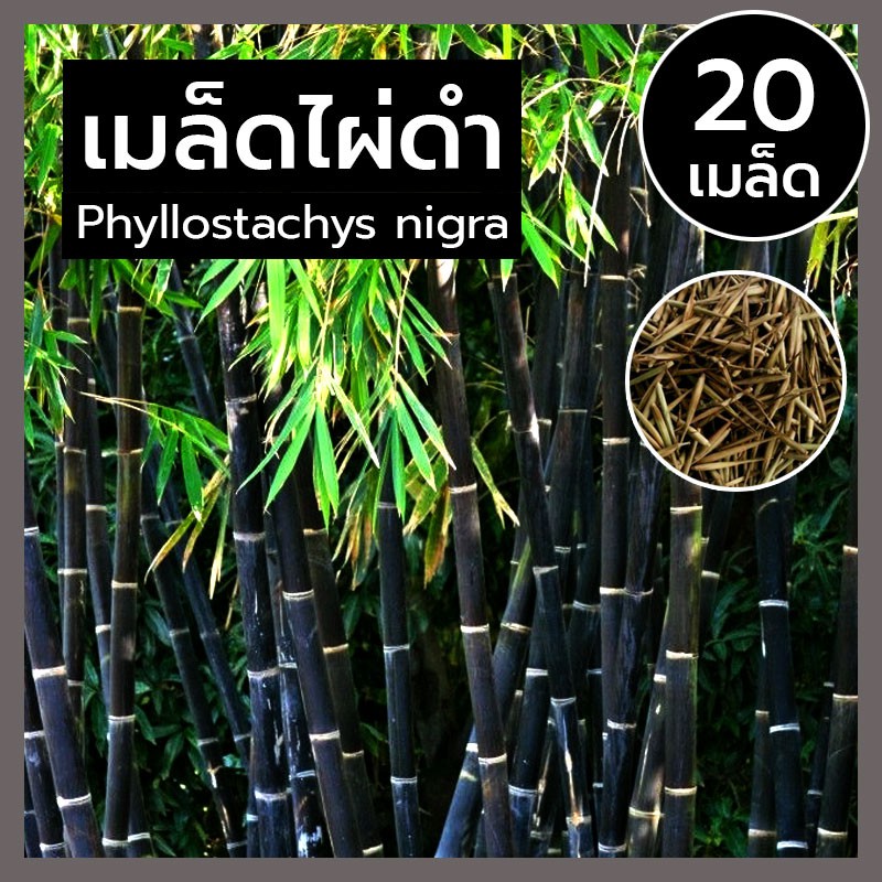 เมล็ดไผ่ดำ-เมล็ดไผ่สีดำ-ไม้มงคล-เมล็ดพันธุ์-ไผ่ดำ-หายาก-phyllostachys-nigra-black-bamboo-สายพันธุ์แท้-นำเข้า