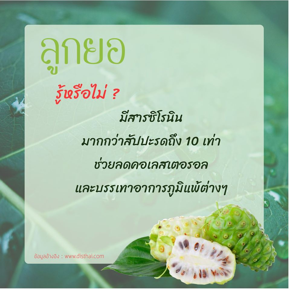 ลูกยอบดผง100-noni-powder