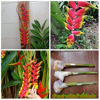 (1หน่อ)(ขาย หน่อพันธุ์) ดอก ต้น หน่อ เหง้า Heliconia rostrata TEN DAY เฮลิโคเนีย รอสตราต้า Nokair