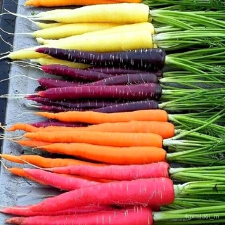 (ผู้ค้าส่งเมล็ดพันธุ์) เมล็ดพันธุ์ แครอทคละสี  Rainbow Mixed Carrot Seed เมล็ดพันธุ์นำเข้าแท้ 100% นำไปขยายพันธุ์ต่อได้