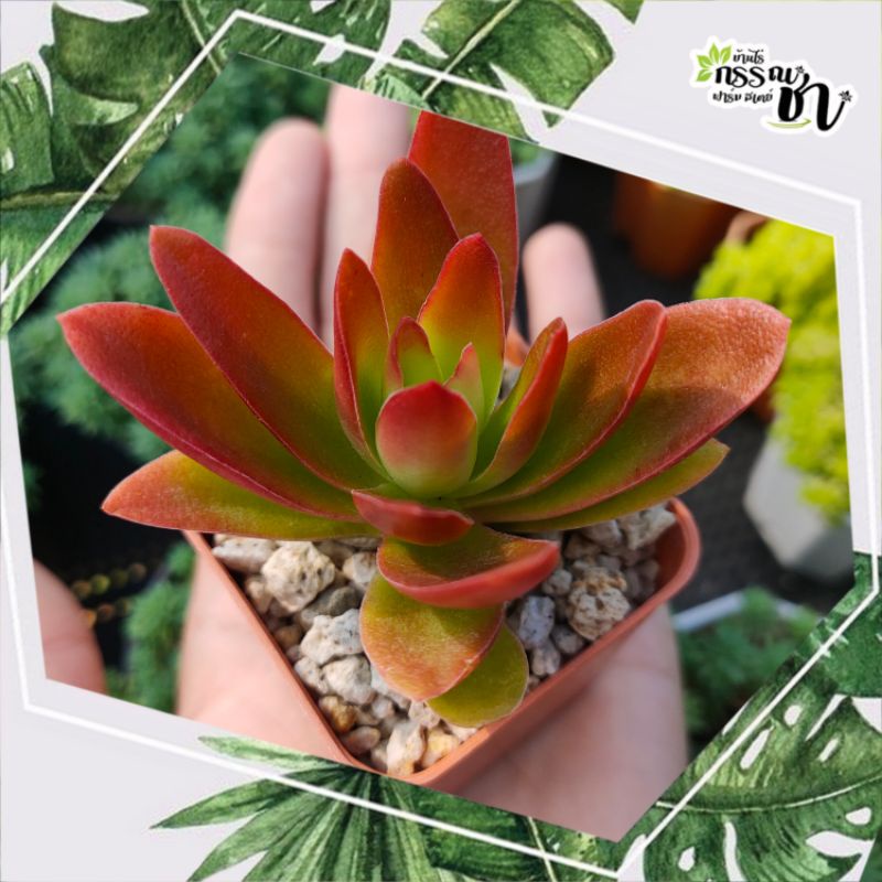 กุหลาบหินไอริส-crassula-capitella-camfire-ไม้อวบน้ำน่าสะสม