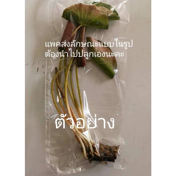 บัวเซต-6สี-6ต้น-ต้นละไม่ถึงห้าสิบบาท