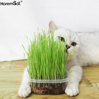Harmcat เมล็ดหญ้าแมว หญ้าแมว ครบชุด ชุดปลูกต้นข้าวสาลีอ่อนออร์แกนิค สามารถปลูกได้ถึง 5 ครั้ง