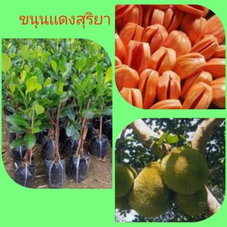 ขนุนแดงสุริยา กิ่งทาบ ขนาดความสูง 60-70ซม. (1ต้น) ราคา 280 บาท