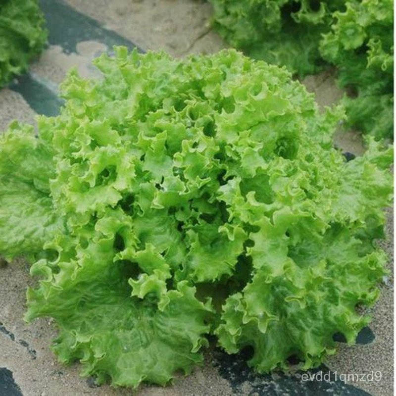 quick-delivery-lettuce-seeds-for-sale-100-seeds-bonsai-seeds-for-planting-vegetables-vegetable-plant-blossom-s-see00