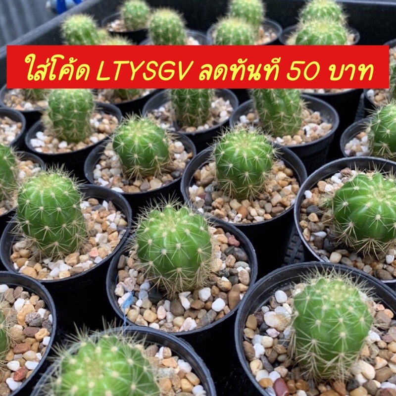 ใส่โค้ด-byjame100-ลดทันที-10-ถูกสุด-cactus-ดาวล้อมเดือน-3-4ซม-กระบองเพชร-แคคตัส