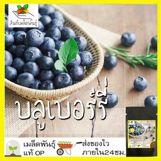 เมล็ดพันธุ์ บลูเบอร์รี่ 20 เมล็ด Blueberry Seeds เมล็ดพันธุ์แท้100% นำเข้าจากต่างประเทศ ถู50 เมล็ด (ไม่ใช่พืช)