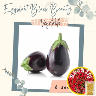 Eggplant Black Beauty Seeds for Planting (8เมล็ด) VEGGIESคื่นฉ่าย/เด็ก/เสื้อ/สร้อยข้อมือ/สวน/เมล็ด/ดอกทานตะวัน/แอปเปิ้ล/