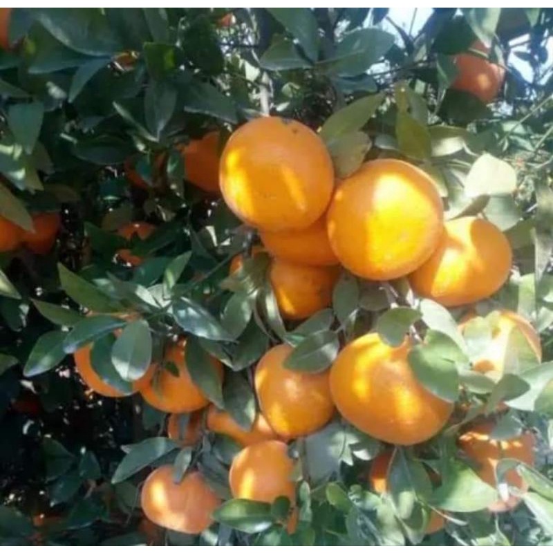 ต้นส้ม-พันธุ์มิคาลอิสราเอล