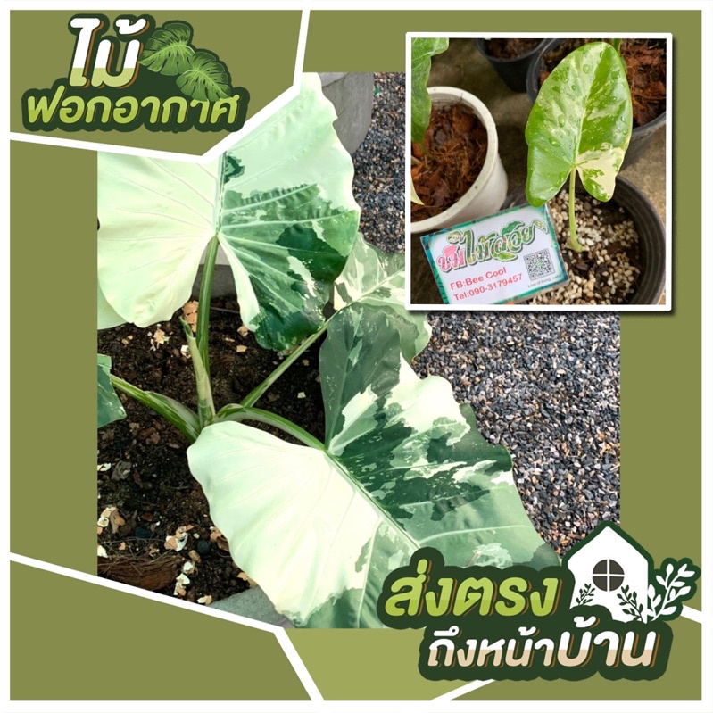 บอนกระดาด-hot-บอนกระดาษ-ต้นบอนกระดาดด่าง-alocasia-macrorrhizos-l-g-don