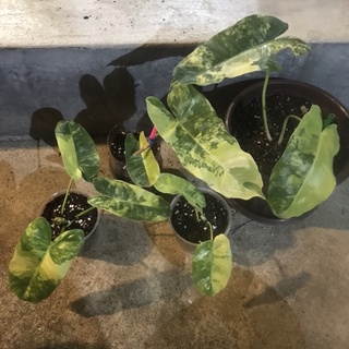 Philodendron burle marx variegated