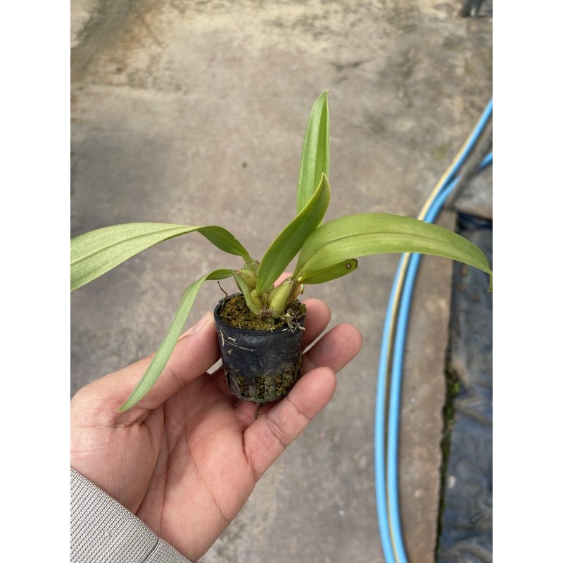 กล้วยไม้สิงโตแดงมาเลย์-bulbophyllum-elevatopunctatum