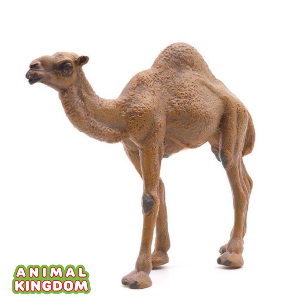 animal-kingdom-โมเดลสัตว์-อูฐ-หนอกเดียว-ขนาด-14-50-cm-จากหาดใหญ่