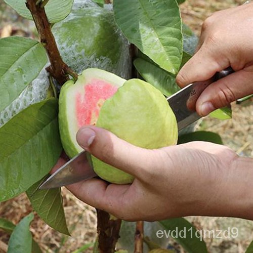 100เมล็ด-ซอง-guava-seeds-พันธุ์ไม้ผล-ต้นผลไม้-พันธุ์ไม้ผล-ต้นผลไม้ถูกๆ-ต้นไม้ผลกินได้-fruit-seeds-เมล็ดพันธุ์ผัก-ต้นไม้ม