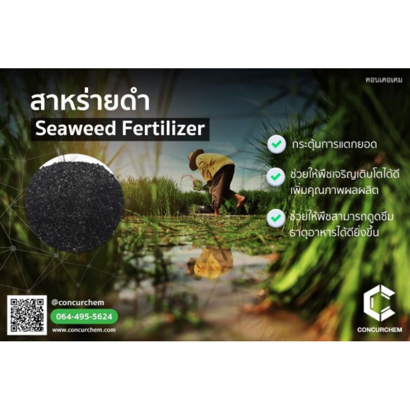 สาหร่ายดำ-seaweed-extract-อาหารเสริมพืช