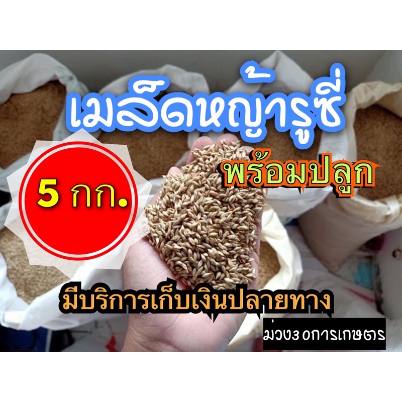 รูซี่-เมล็ดหญ้ารูซี่-5-กิโลกรัม-รับประกันการงอก-พร้อมปลูกลูซี่-หญ้าเลี้ยงสัตว์-พันธ์ุหญ้า-หญ้าเลี้ยงวัว