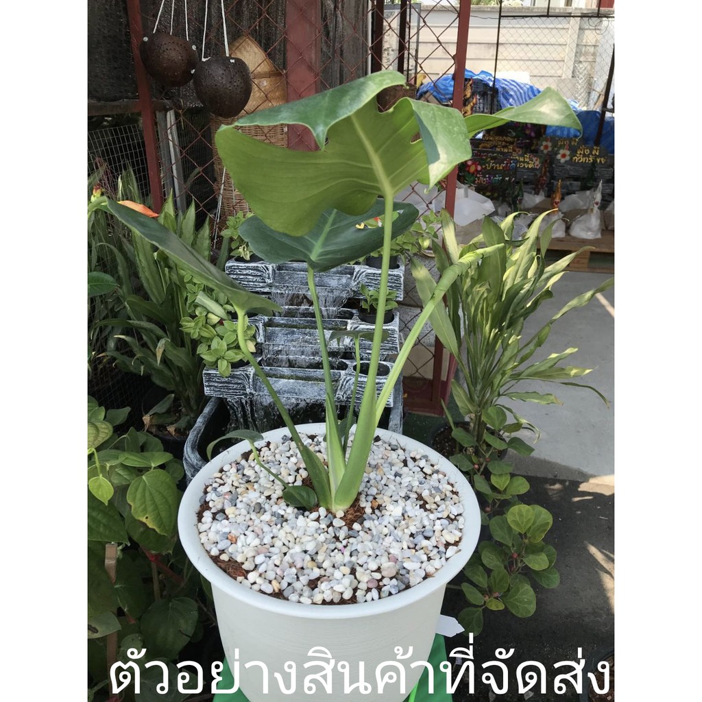 ขาย-ต้นพันธุ์-มอนสเตอร่า-ไม่รวมกระถาง-monstera-มอลสเตล่า-ไม้พารวย